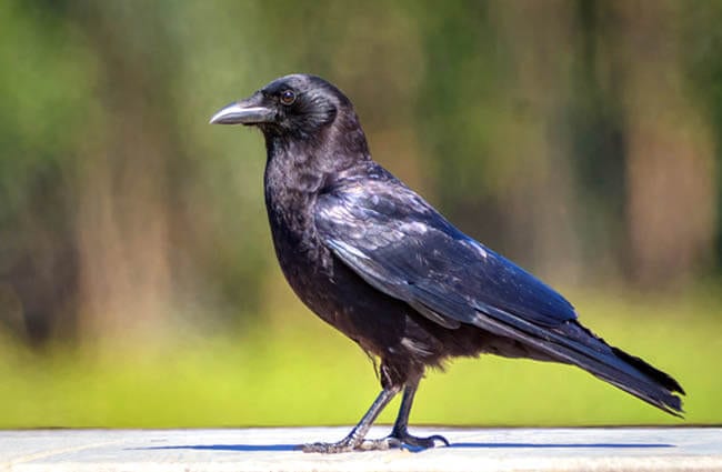 Mysterious Melanistic Creatures: The All-Black Animals of the Natural World