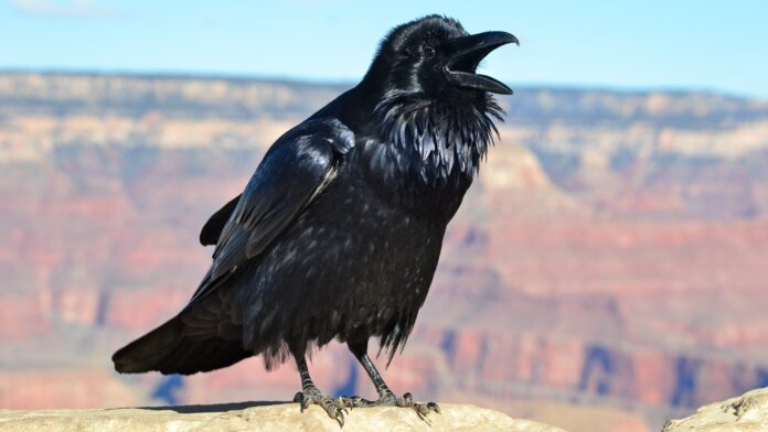 Huginn and Muninn images