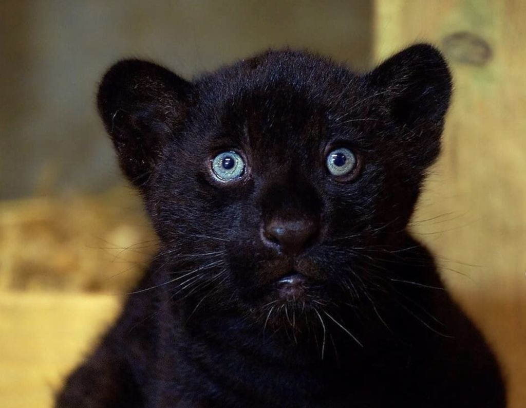 Mysterious Melanistic Creatures: The All-Black Animals of the Natural World