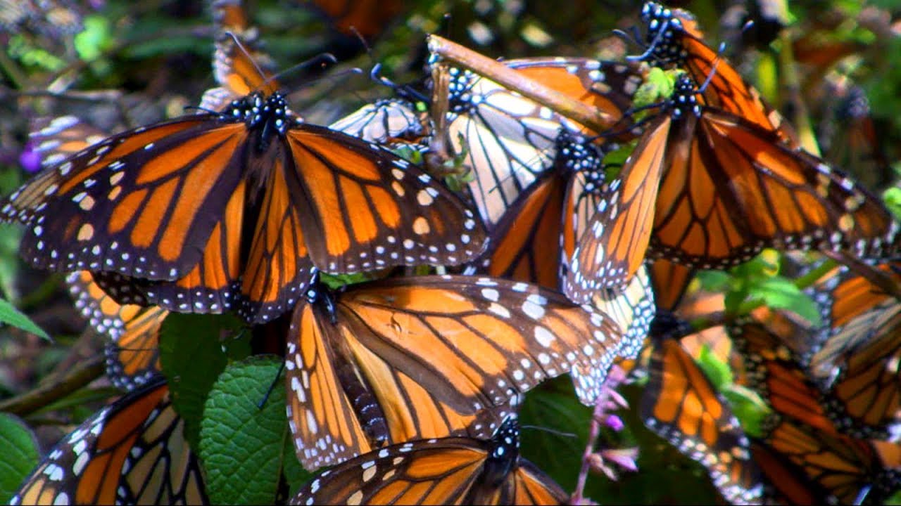 monarch butterflies