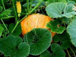 pumpkin-leaves new