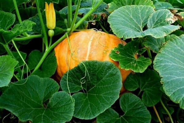 Pumpkin Leaves: More Than Just a Part of the Plant