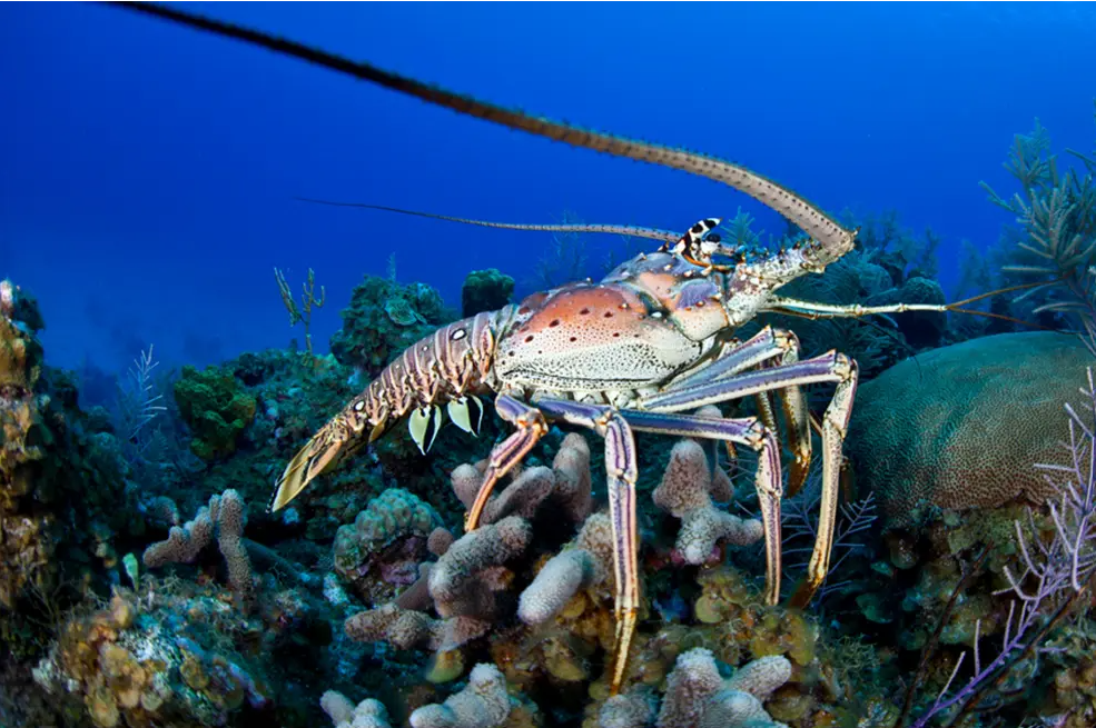 40 Most Interesting Facts About the Sea Creatures