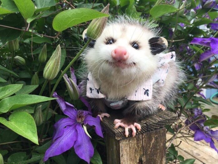 cute possum